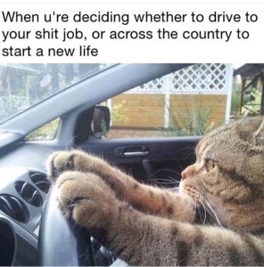 cat driving